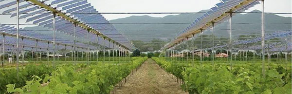 vin rivesaltes